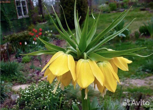 Рябчик. Точно зацветет