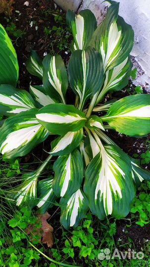 Хоста и медуница