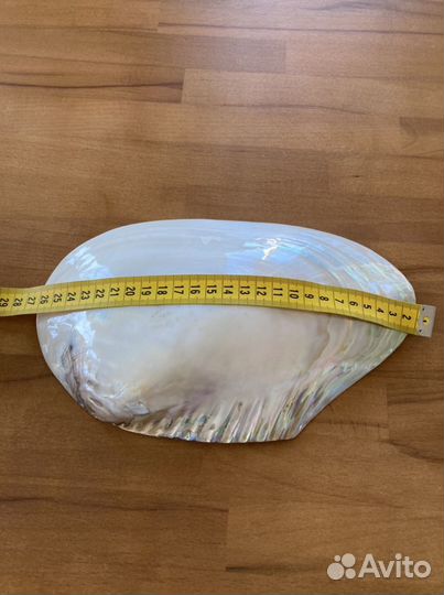 Красивая большая раковина