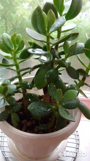 Денежное дерево,толстянка, отростки