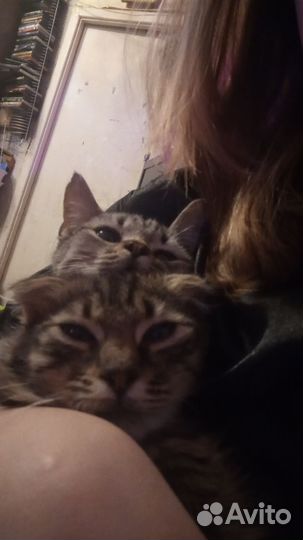 Котёнок Мальчик (породы Королевский Мау)