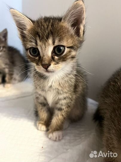 Котята ищут дом