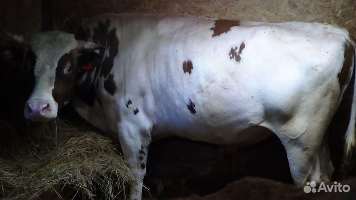 Бычек Телочка