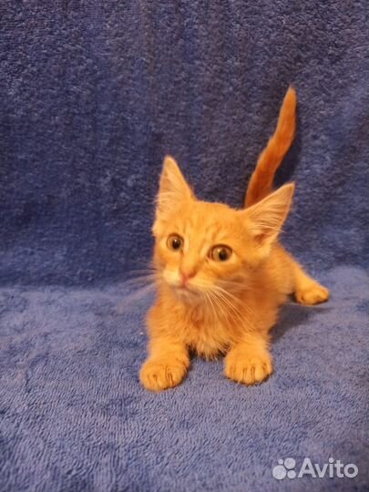 Рыжий котенок мальчик в дар