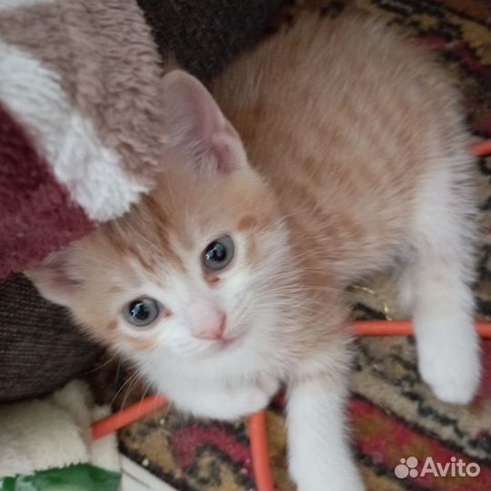 Кошки в добрые руки бесплатно