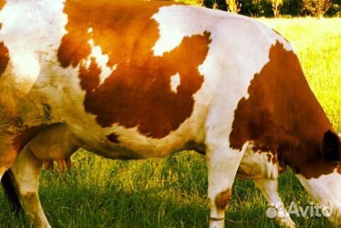 Продам корову