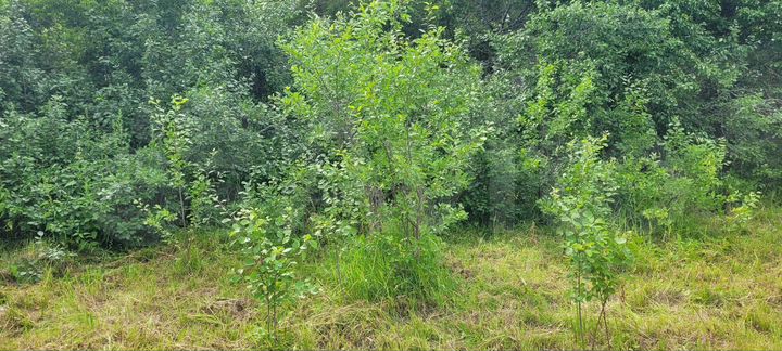 Участок 6 сот. (ИЖС)