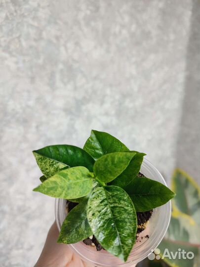 Райтия антидизинтерика