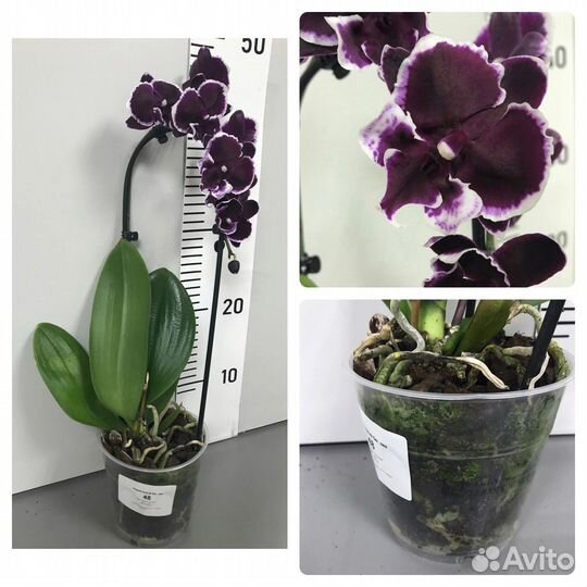 Орхидея фаленопсис Чернильный биг лип