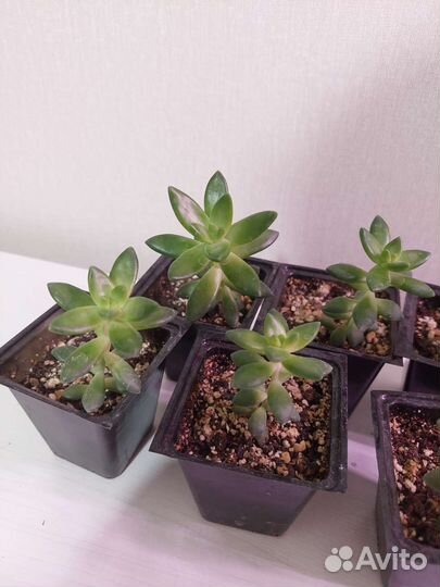 Суккуленты