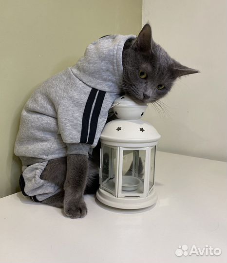 Одежда для собак и кошек костюм