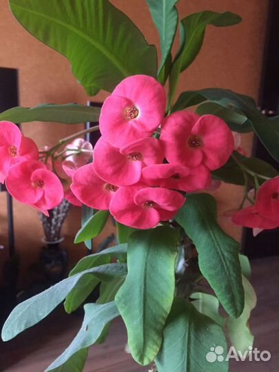 Молочай Миля