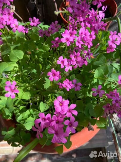 Кислица оксалис