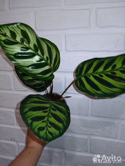 Калатея макоя