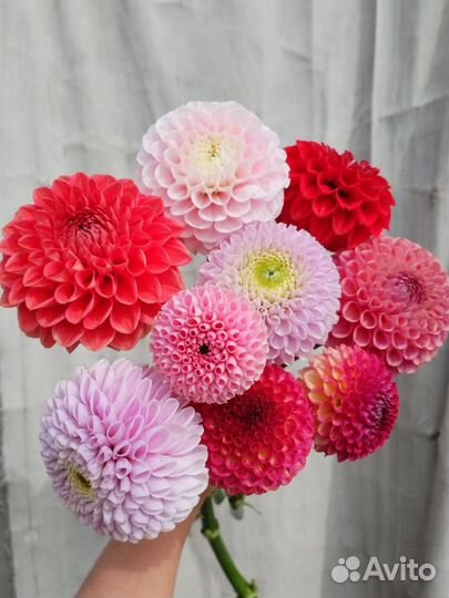 Георгины клубни