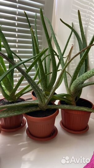 Алоэ вера лечебный