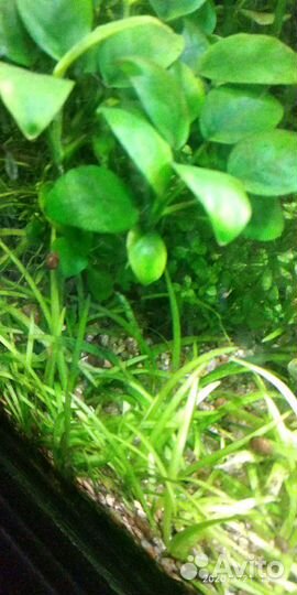 Аквариумные растения