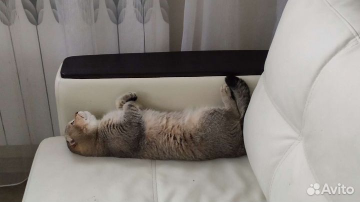 Шотландский вислоухий кот для вязки