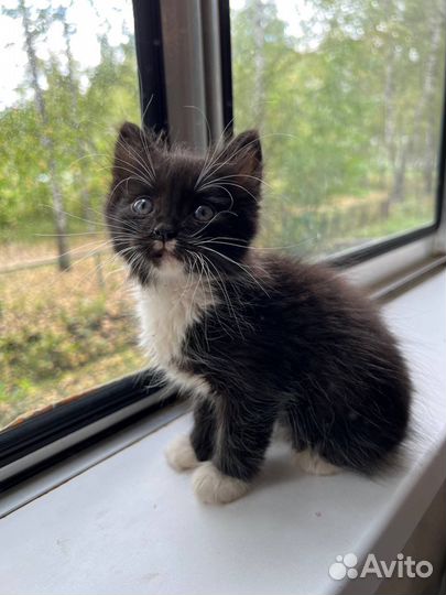 Котенок мальчик бесплатно