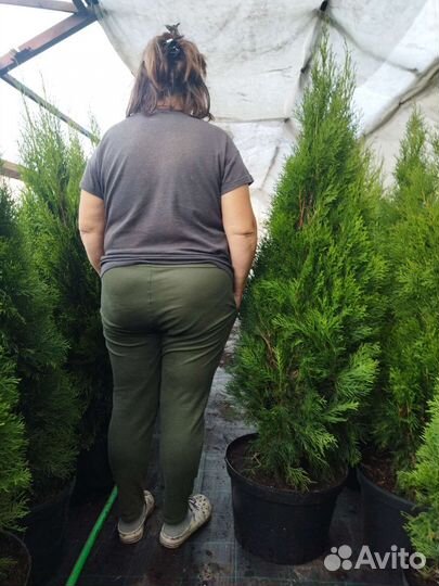 Туя западная