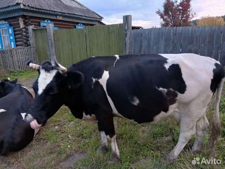 Корова дойная