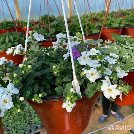 Бакопа ампельная