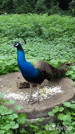 Индийский павлин