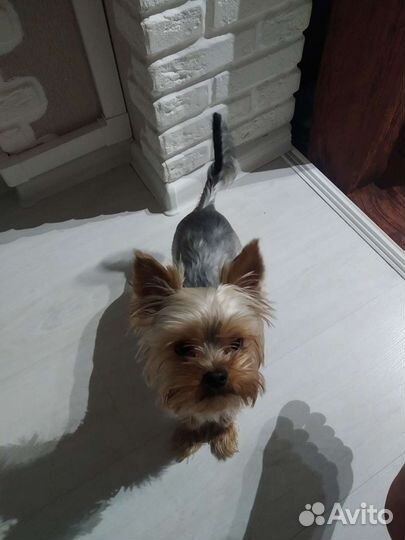 Йоркширский терьер мини вязка