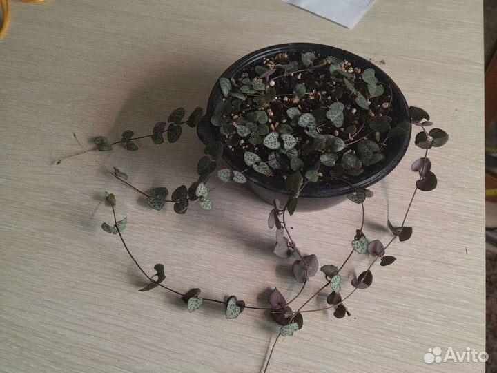 Церопегия вуда