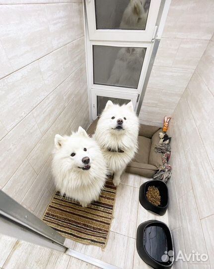 Передержка, зоогостиница