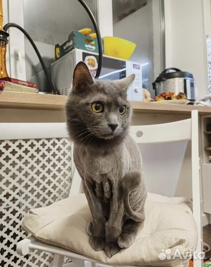 Стрижка кошек