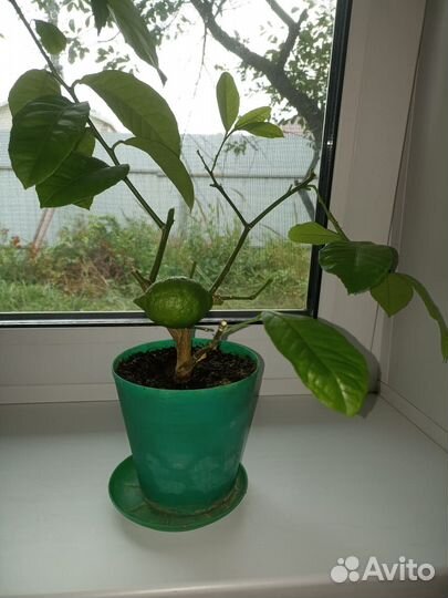 Продам саженцы комнатного лимона