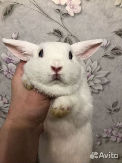 Декоративный кролик Гермелин