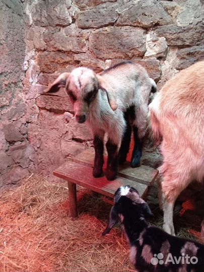 Коза дойная, козел