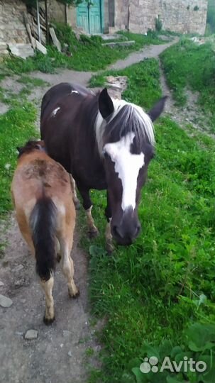 Кобыла с жеребенком