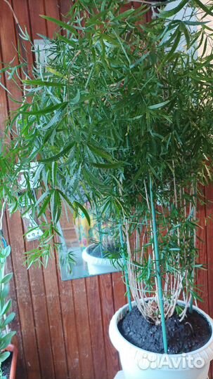 Комнатные цветы шефлера