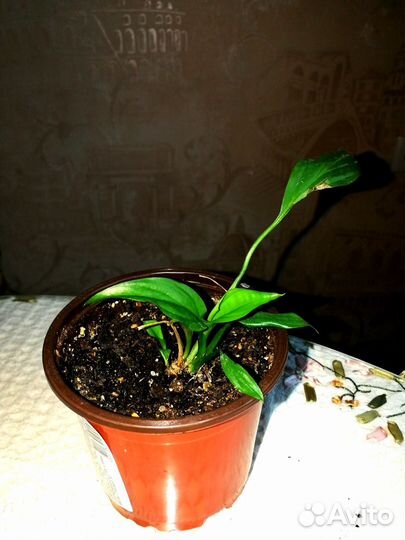 Спатифиллум Свит лауретта