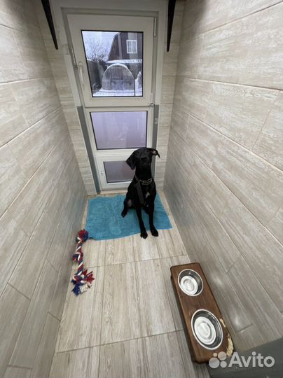 Передержка, зоогостиница