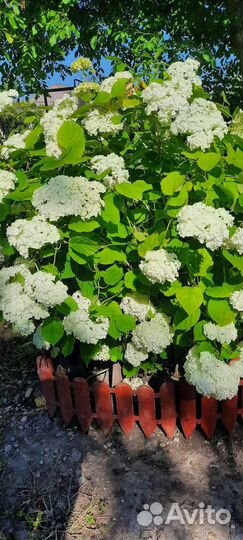 Гортензия Анабель