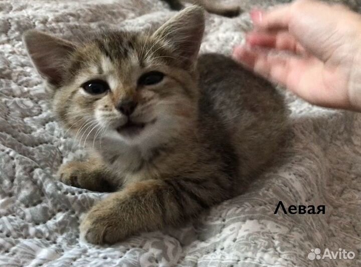 Котята табби