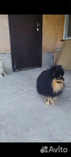 Шпиц вязка