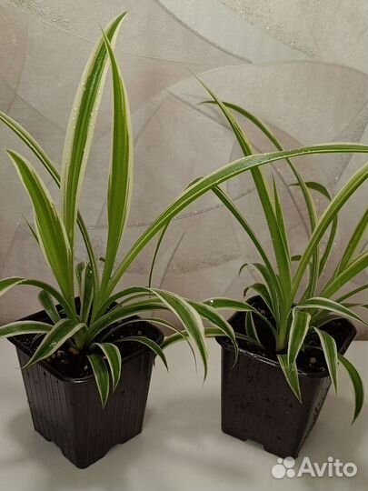 Хлорофитум лаксум