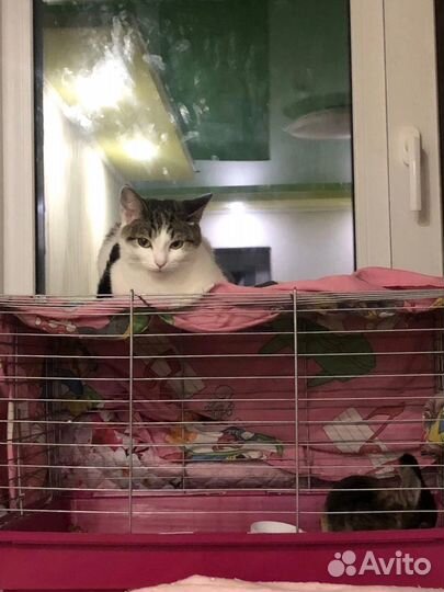 Клетка для кролика