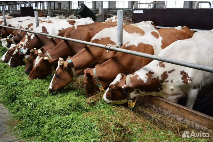 Рабочий, доярка или семья на ферму с проживанием