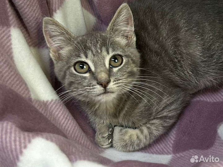 Кошка в дар