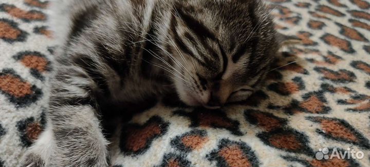 Кошки бесплатно