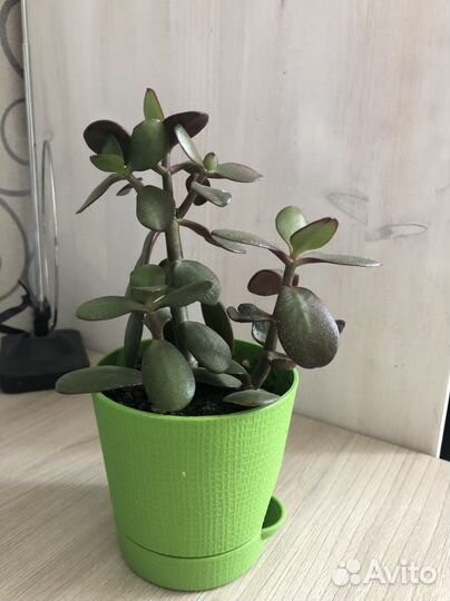 Денежное дерево толстянка