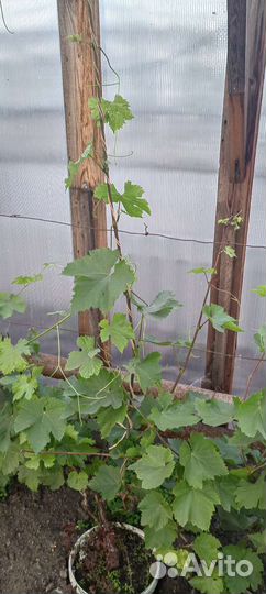 Виноград Алешинкин, Ласточка