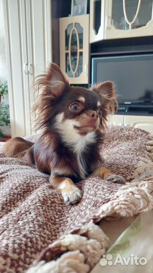 Вязка чихуахуа - кобель