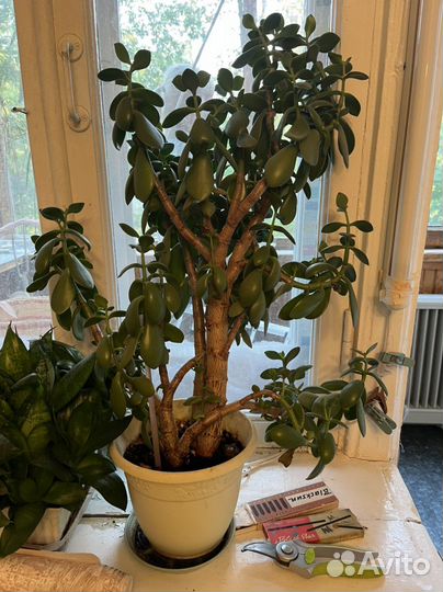 Толстянка / денежное дерево